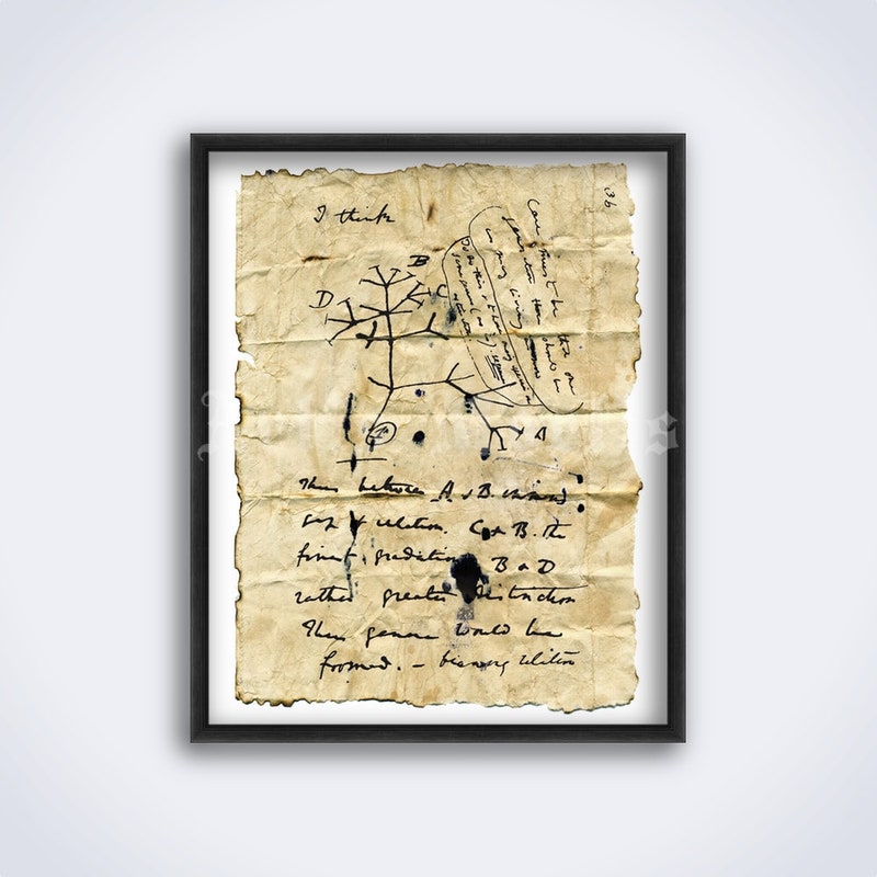 Tree of Life Art Darwin - Etsy