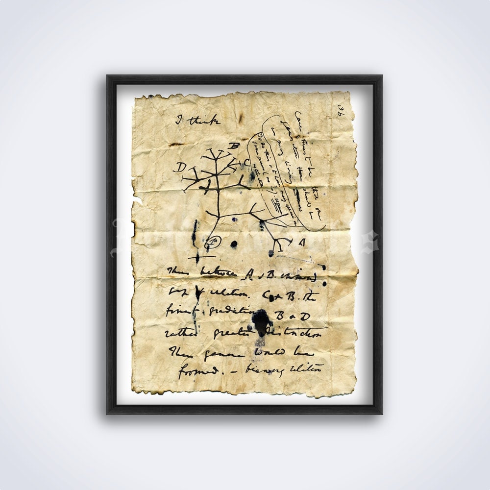 Charles Darwin notebook Tree of Life evolution diagram sketch print, poster (DIGITAL DOWNLOAD)