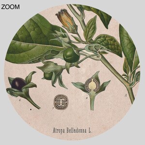 Atropa Belladonna magic plant, poison, Deadly Nightshade, witchcraft, witch, shaman, botanical art print, vintage poster DIGITAL DOWNLOAD image 3