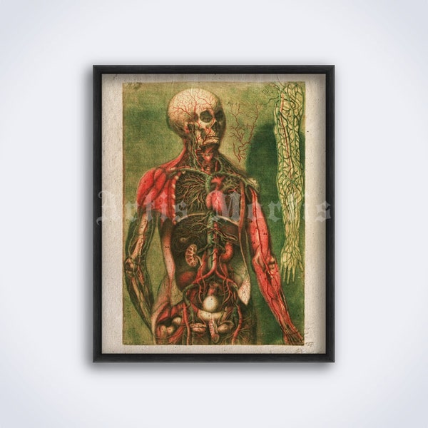 Human internal organs, viscera, muscles – vintage medical art print, poster (DIGITAL DOWNLOAD)