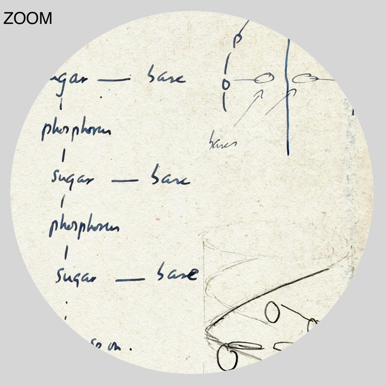 Francis Crick and James Watson DNA structure diagram sketch print, genome, molecular biology, science art, poster DIGITAL DOWNLOAD image 3