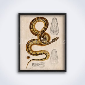 Python slang - vintage zoölogie, natuurhistorische kunst, reptielachtig, natuur, naturalistische decor, print, poster (DIGITALE DOWNLOAD)