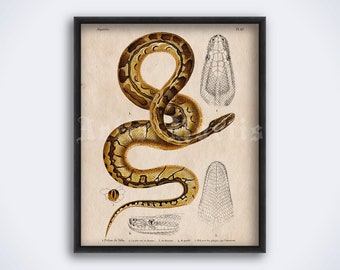 Puede incluir: Ilustración vintage de una serpiente con dibujos anatómicos detallados de su cabeza, escamas y ojo. La serpiente es marrón y amarilla con marcas negras. La ilustración está etiquetada como "Python de Seba" y "Pl. 61".