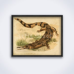 African slender-snouted crocodile – vintage zoology, natural history art, print, poster (DIGITAL DOWNLOAD)