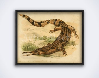 African slender-snouted crocodile – vintage zoology, natural history art, print, poster (DIGITAL DOWNLOAD)