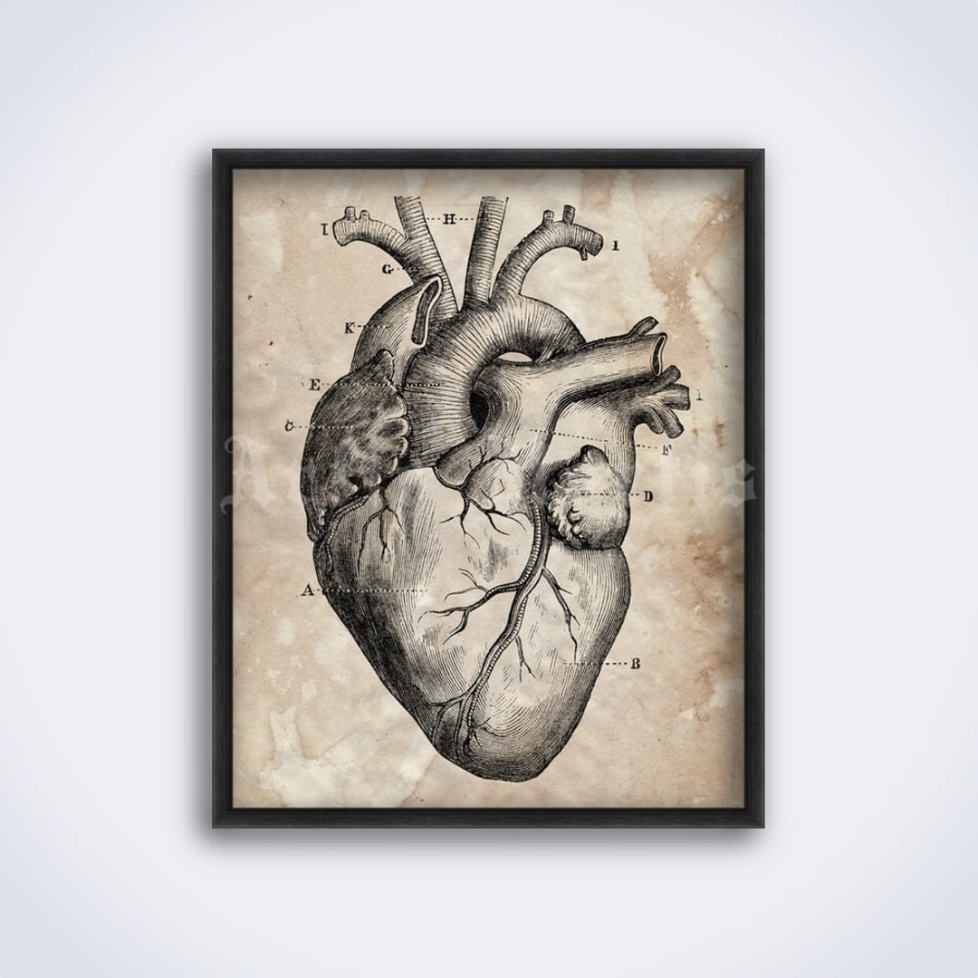 Vintage Human Heart Anatomy Art Print: Doctor Decor (digital Download ...