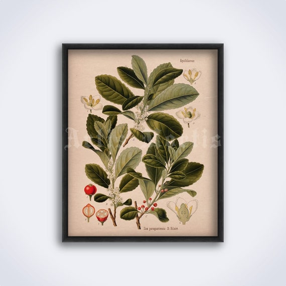 Yerba Mate Botanical Print: Vintage Ilex Paraguariensis Poster (digital  Download) - Etsy