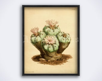 Peyote, hallucinogenic cactus, psychoactive cacti, psychedelic, shaman, entheogen, magic plant art print poster (DIGITAL DOWNLOAD)