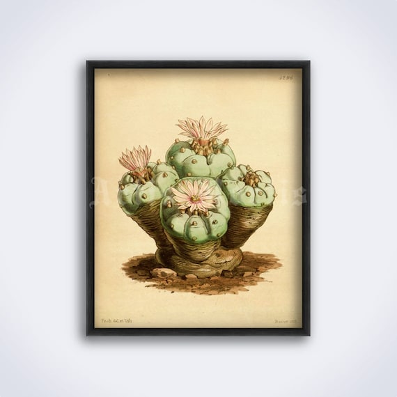 Peyote, halluzinogener Kaktus, psychoaktive Kakteen, psychedelisch,  Schamane, Entheogen, magische Pflanze Kunstdruck Poster (DIGITAL DOWNLOAD)  - Etsy.de
