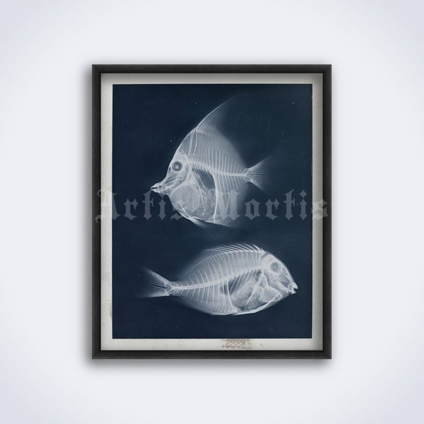 Vintage X-Ray fishes photo – natural history art, fisherman gift, ocean, skeleton, xray, radiology print, poster (DIGITAL DOWNLOAD)