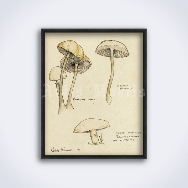 Panaeolus - psilocybin mushroom, psychoactive, shamanic, shaman, psychedelic, hallucinogen, entheogen art print, poster (DIGITAL DOWNLOAD)