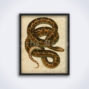 Könnte beinhalten: Vintage-Illustration einer braunen und grünen Schlange, die sich zu einem Kreis zusammenrollt. Die Schlange hat einen hellbraunen Hintergrund mit dunkelbraunen Flecken und einen grünen Bauch.