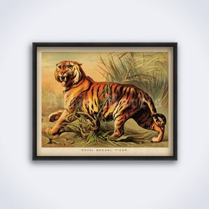 Królewski Tygrys Bengalski - litografia vintage, historia naturalna, dzikie zwierzę, antyczna sztuka zoologiczna, wydruk, plakat (POBIERANIE CYFROWE)