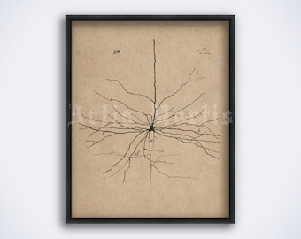 Pyramidal Neuron, brain cell drawing by Santiago Ramon y Cajal, neuroscience, vintage medical art print, poster (DIGITAL DOWNLOAD)