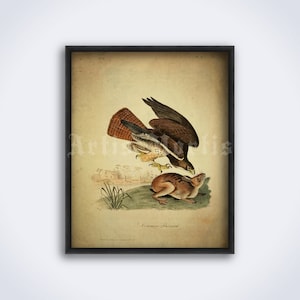 May include: Vintage illustration of a red-tailed hawk with brown and white feathers attacking a brown rabbit. The image is on a cream-colored background with the text "Common Buzzard" at the bottom.