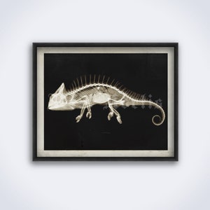 Vintage X-Ray Chamäleon Foto – Zoologie, Naturgeschichte Kunst, Reptilian, Eidechse, Skelett, Röntgen, Röntgendruck, Poster (DIGITAL DOWNLOAD)