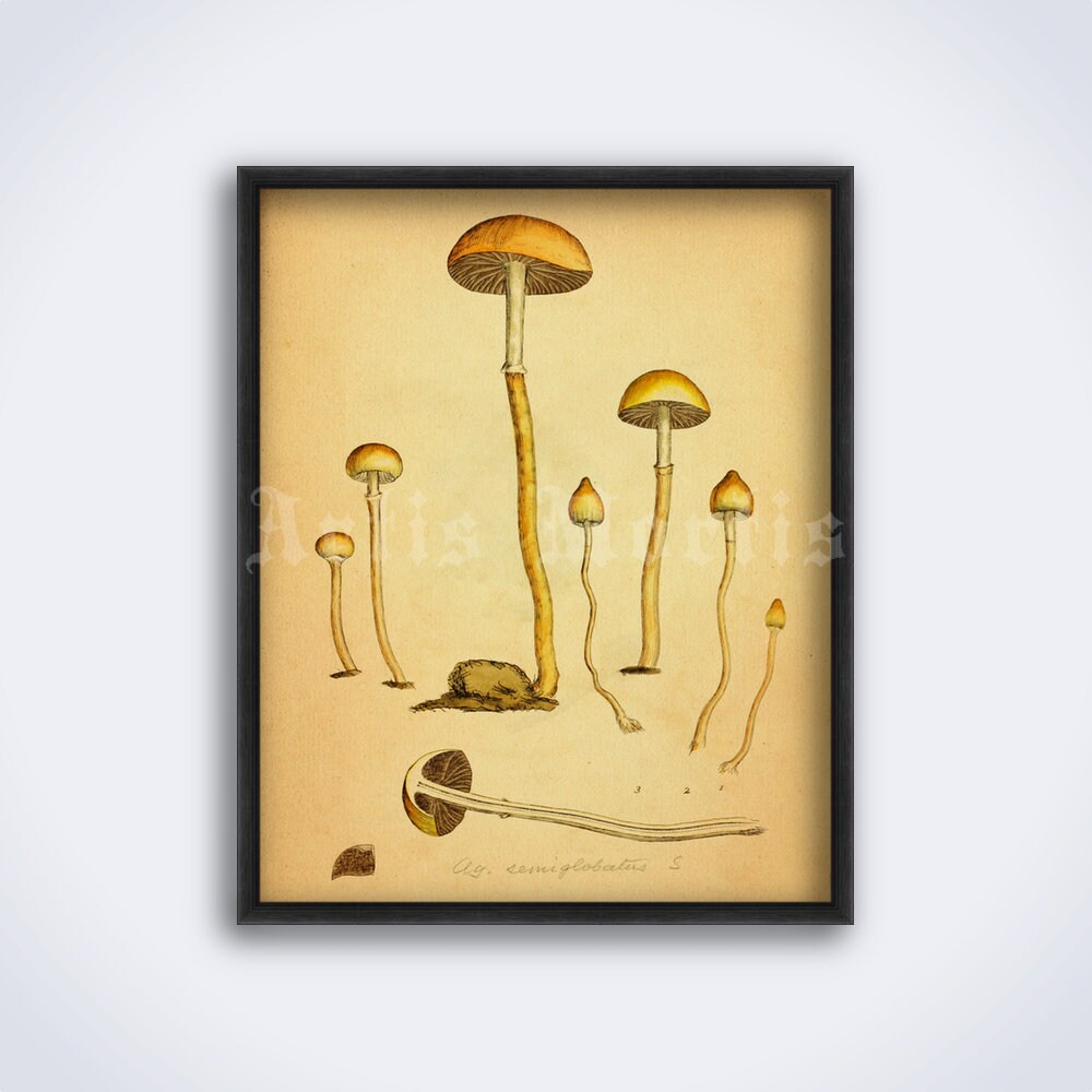 Cyanescens - Etsy 日本