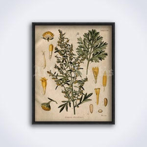 Artemisia Absinthium – psychoactive plant, absinthe, magical herb, psychedelic, botanical art print, vintage poster (DIGITAL DOWNLOAD)