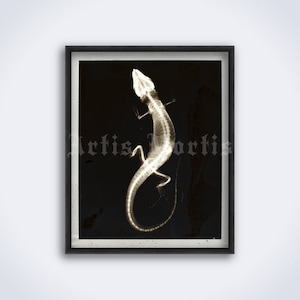Vintage X-Ray lizard photo – zoology, natural history art, reptilian, skeleton, xray, radiology print, poster (DIGITAL DOWNLOAD)