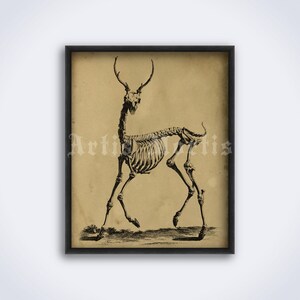 Deer Skeleton antique zoology, animal anatomy illustration print, poster (DIGITAL DOWNLOAD)