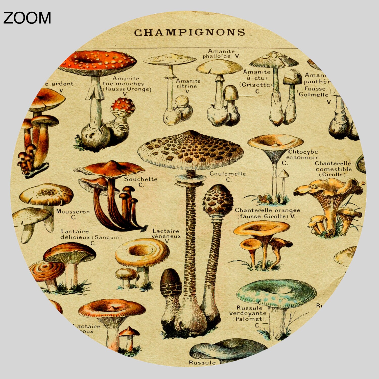 Dangerous Beauty: A Detailed Pdf On Pnw'S Psychoactive Fungi - 58bmtkw