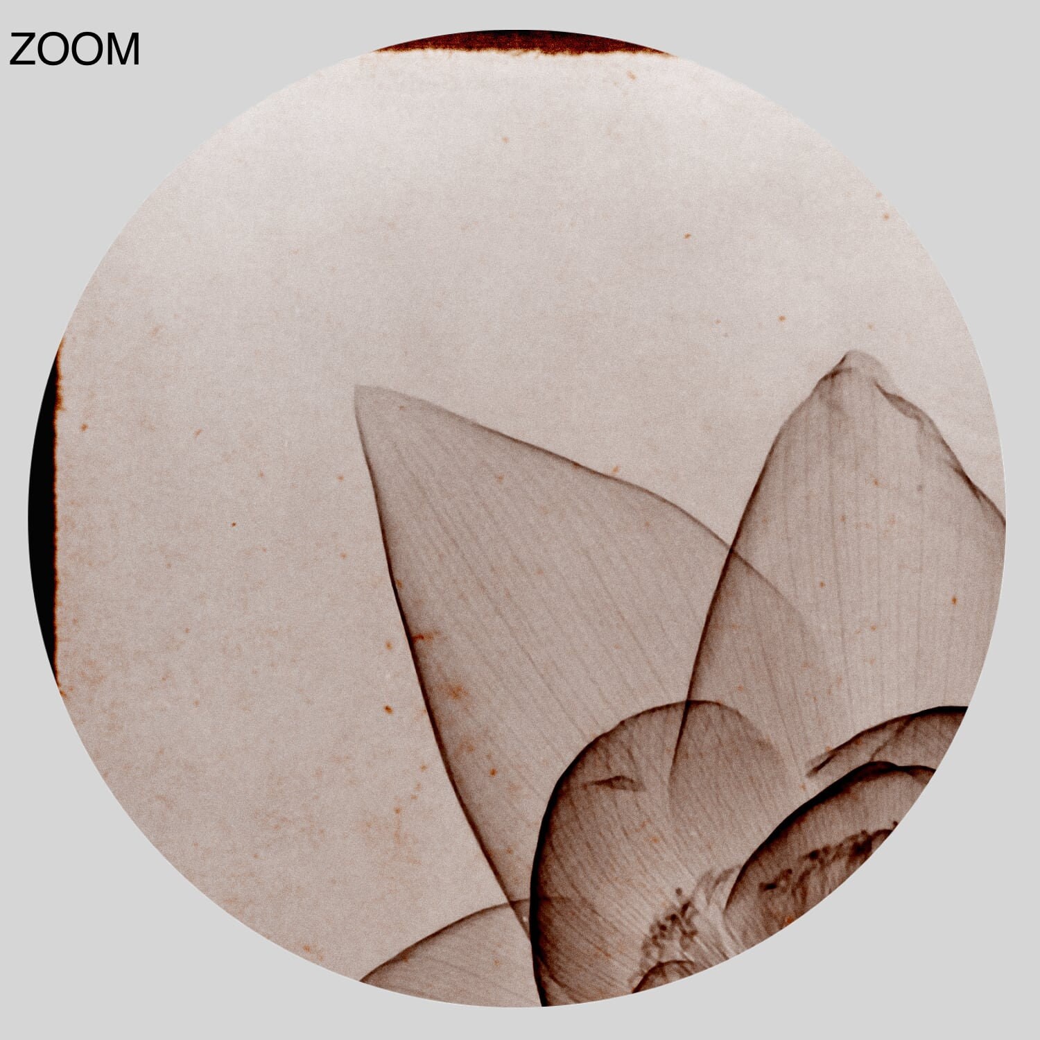 Lotus Flower Vintage Xray Photo by Rain L. Tasker Botanical Etsy