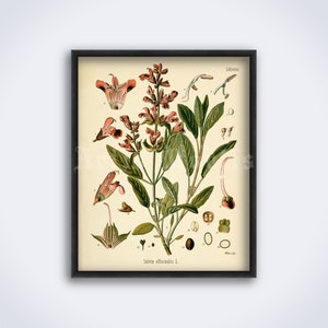 Salvia officinalis, Planta de salvia – hierba medicinal, psicoactivo, Divinorum, enteógeno, impresión de arte botánico, póster vintage (DESCARGA DIGITAL)