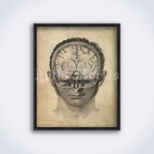 May include: Vintage anatomical illustration of a human head with a detailed cross-section of the brain. The image is in black and white and has a textured, aged paper background.
