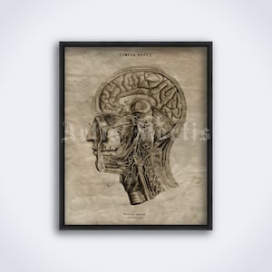 May include: A framed vintage anatomical print depicting a detailed illustration of a human head, focusing on the brain and related structures. The artwork is in sepia tones, with text at the top and bottom. The print is encased in a black frame.