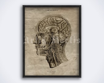 Puede incluir: Lámina anatómica vintage enmarcada de una cabeza humana, que muestra una ilustración detallada del cerebro y estructuras relacionadas. La obra de arte está en tonos sepia, con texto en la parte superior e inferior. La impresión está enmarcada en negro.