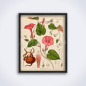 Jalap flower, Ipomoea, Morning Glory – magic plant, witchcraft, witch, entheogen, poison herb art print, vintage poster (DIGITAL DOWNLOAD)