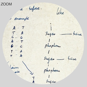 Francis Crick and James Watson DNA structure diagram sketch print, genome, molecular biology, science art, poster DIGITAL DOWNLOAD image 2