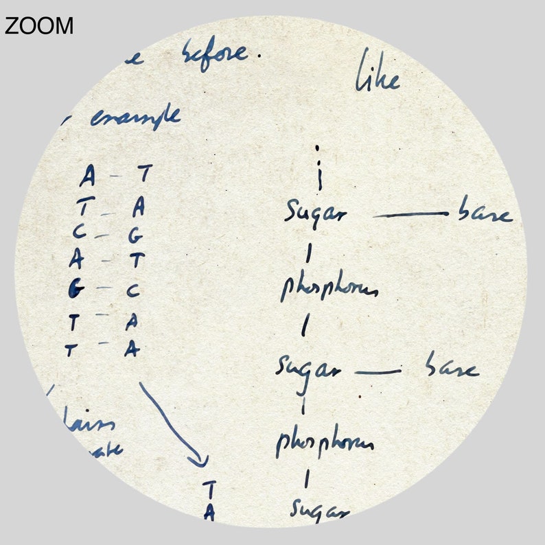 Francis Crick and James Watson DNA structure diagram sketch print, genome, molecular biology, science art, poster DIGITAL DOWNLOAD image 2