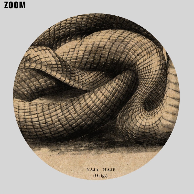 Egyptian Cobra poisonous snake Naja Haje vintage zoology, natural history art, print, poster DIGITAL DOWNLOAD image 3