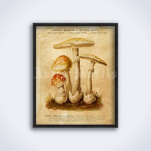 Amanita Mushroom Antique Botanical Art Print (Digital Download)