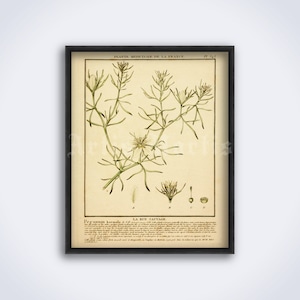 May include: A vintage botanical illustration of a Rue plant, also known as Peganum harmala, with the text "PLANTE MEDICINALE DE LA FRANCE" and "LA RUE SAUVAGE" in French. The illustration is in shades of green and brown on a cream background.