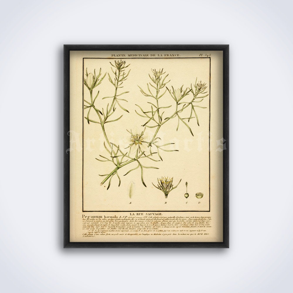 Syrian Rue plant, Peganum Harmala – shamanic psychoactive herb, ayahuasca, ayawaska, entheogen, art print, vintage poster (DIGITAL DOWNLOAD)