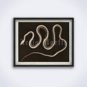 May include: A black and white photograph of a snake skeleton in a black frame. The snake is curled up in a coil shape.