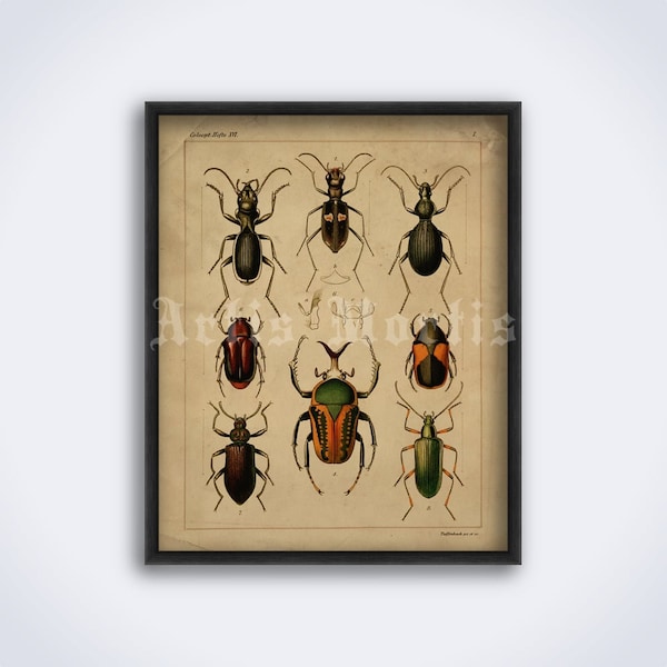 Insects, beetles, bugs illustration – Entomology, natural history art, vintage print, poster (DIGITAL DOWNLOAD)