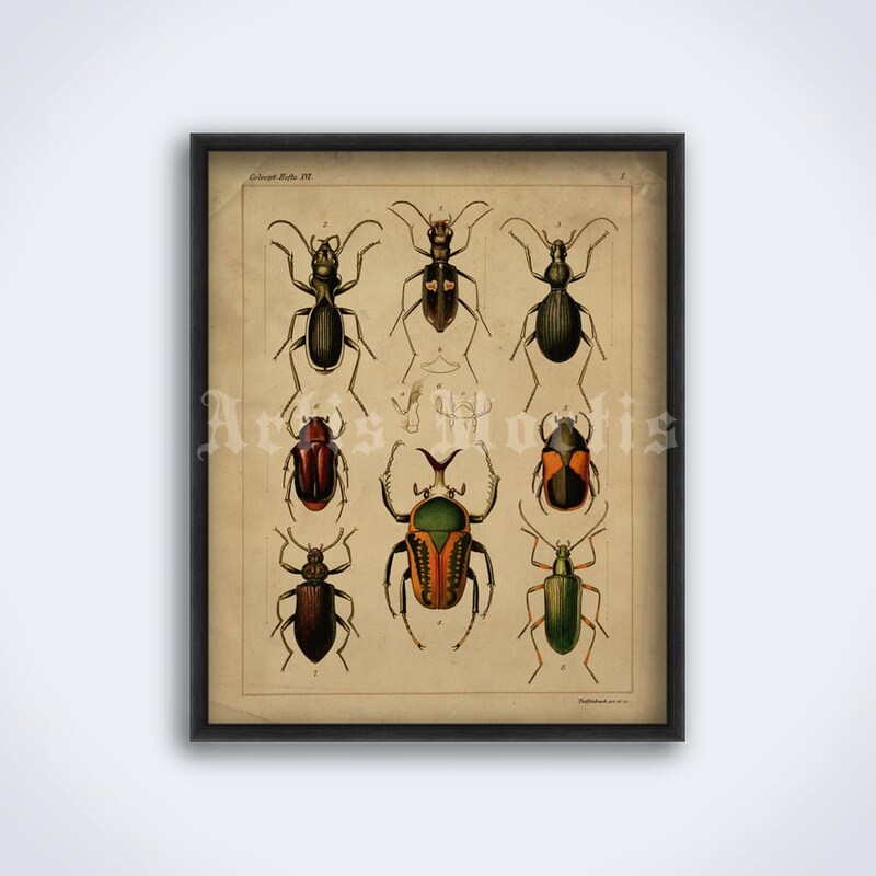 Insect Poster - Etsy