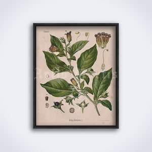 Atropa Belladonna magic plant, poison, Deadly Nightshade, witchcraft, witch, shaman, botanical art print, vintage poster DIGITAL DOWNLOAD image 1