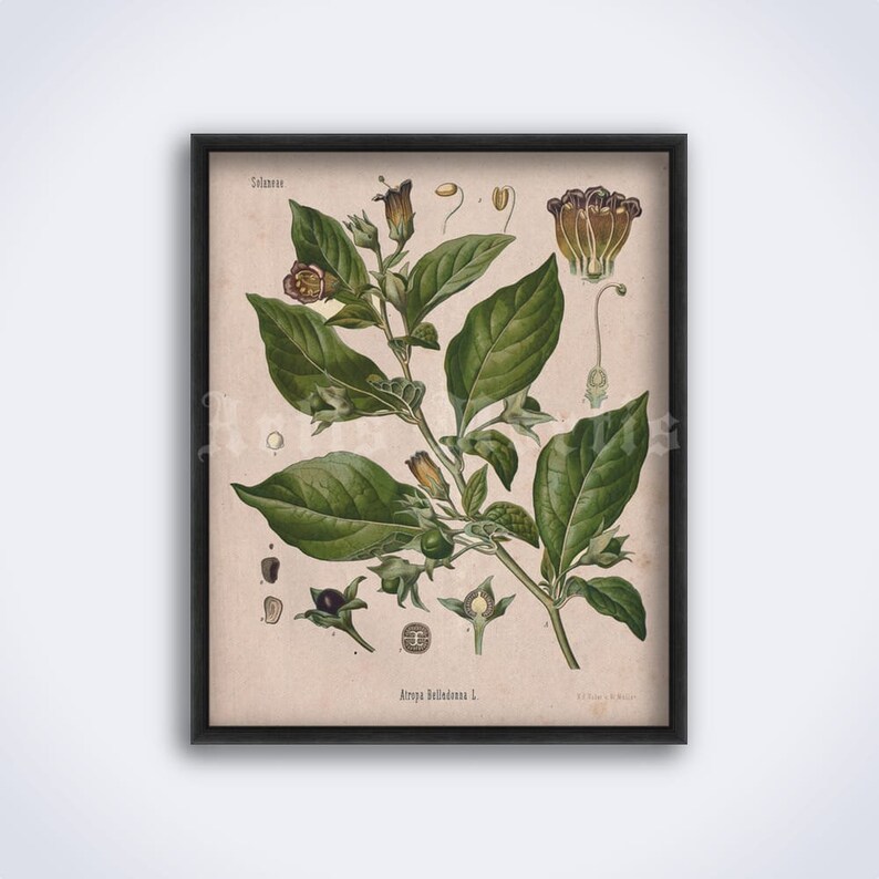 Atropa Belladonna magic plant, poison, Deadly Nightshade, witchcraft, witch, shaman, botanical art print, vintage poster DIGITAL DOWNLOAD image 1