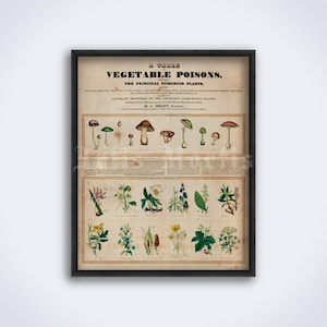 Vegetable Poisons Botanical Print: Antique Mushroom Chart (Digital Download)