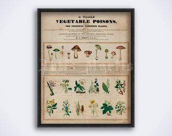 Vegetable Poisons - psychoactive plants, hallucinogenic mushrooms, psychedelic, entheogen, magic plant art print poster (DIGITAL DOWNLOAD)