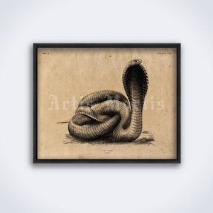 Egyptian Cobra poisonous snake Naja Haje vintage zoology, natural history art, print, poster DIGITAL DOWNLOAD image 1