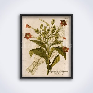 Tobacco plant vintage illustration – smoker, smoke, nicotine, cigar, bar decor, botanical art, poster, print (DIGITAL DOWNLOAD)