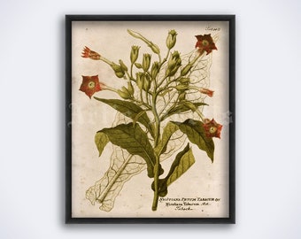 Tobacco plant vintage illustration – smoker, smoke, nicotine, cigar, bar decor, botanical art, poster, print (DIGITAL DOWNLOAD)