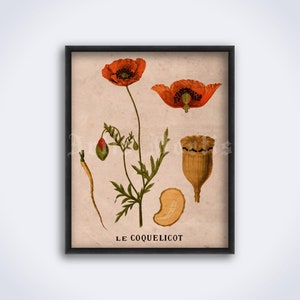 Red Poppy flower –  plant, medical herb, botany, botanical, art print, vintage poster (DIGITAL DOWNLOAD)