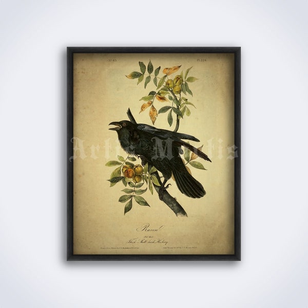 Raven bird illustration, crow - vintage lithograph, natural history, ornithology, zoology art, print, poster (DIGITAL DOWNLOAD)