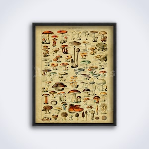Poisonous Mushroom Chart: Antique Botanical Art Print (Digital Download)